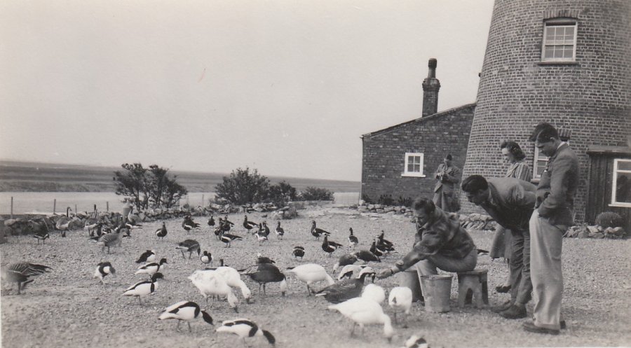 Peter Scott feeding a Snowgoose