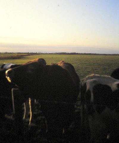 cows