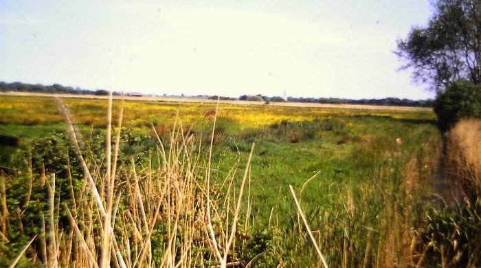 marsh