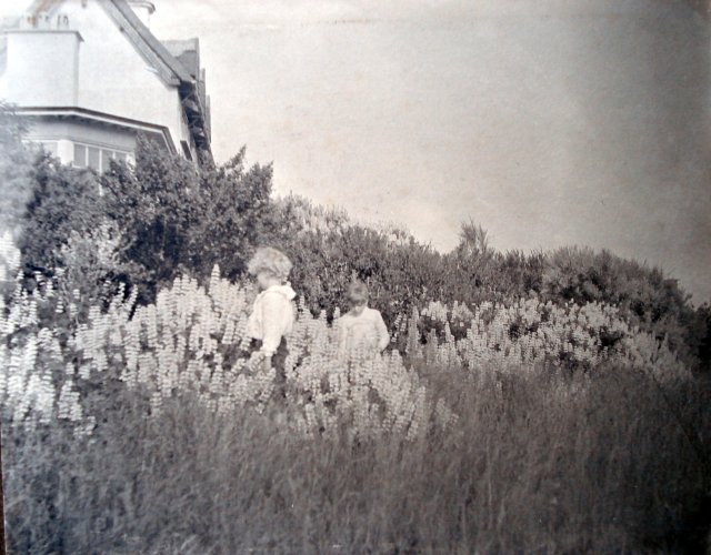 Lupins at How Hill