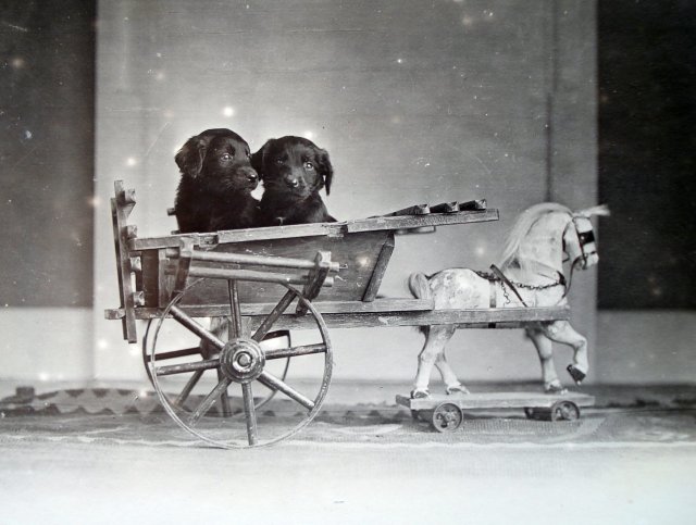 puppies in a cart