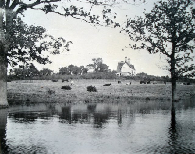 Flooded marsh