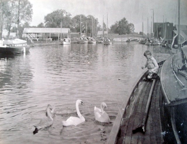 Swans at
                      Wroxham