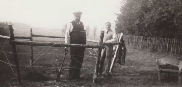 planting olympic oak