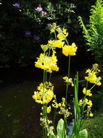 Candelabra Primulas