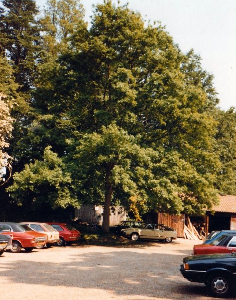 oak 31st may 82